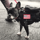 PoochPak: a Cellular Connected Smart Dog Vest