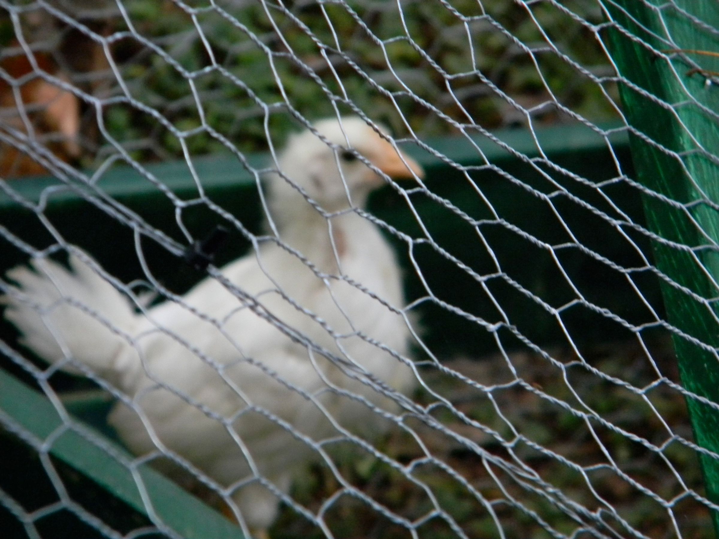 52 Projects for a Self Reliant Lifestyle