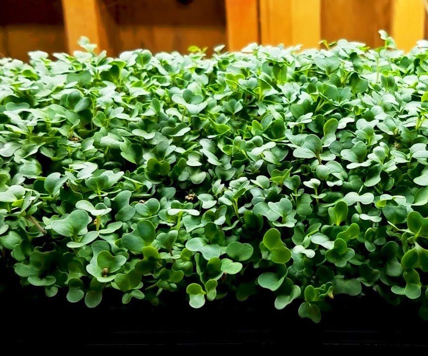 Making a Stand for Micro Greens