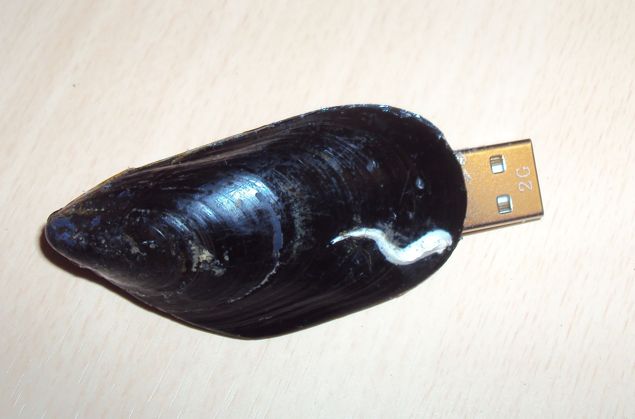 Mussel Usb