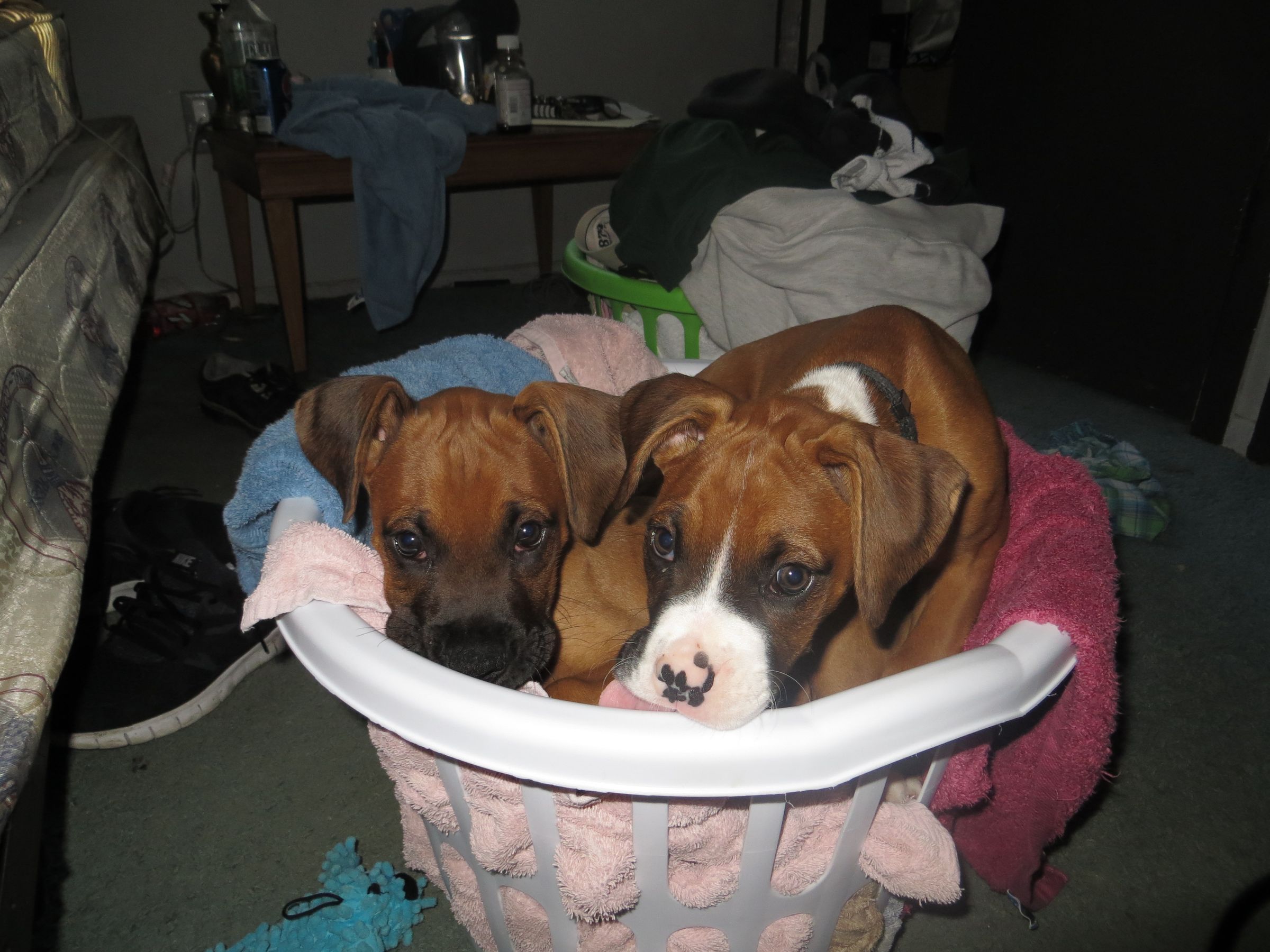 How to Put Puppies to Bed