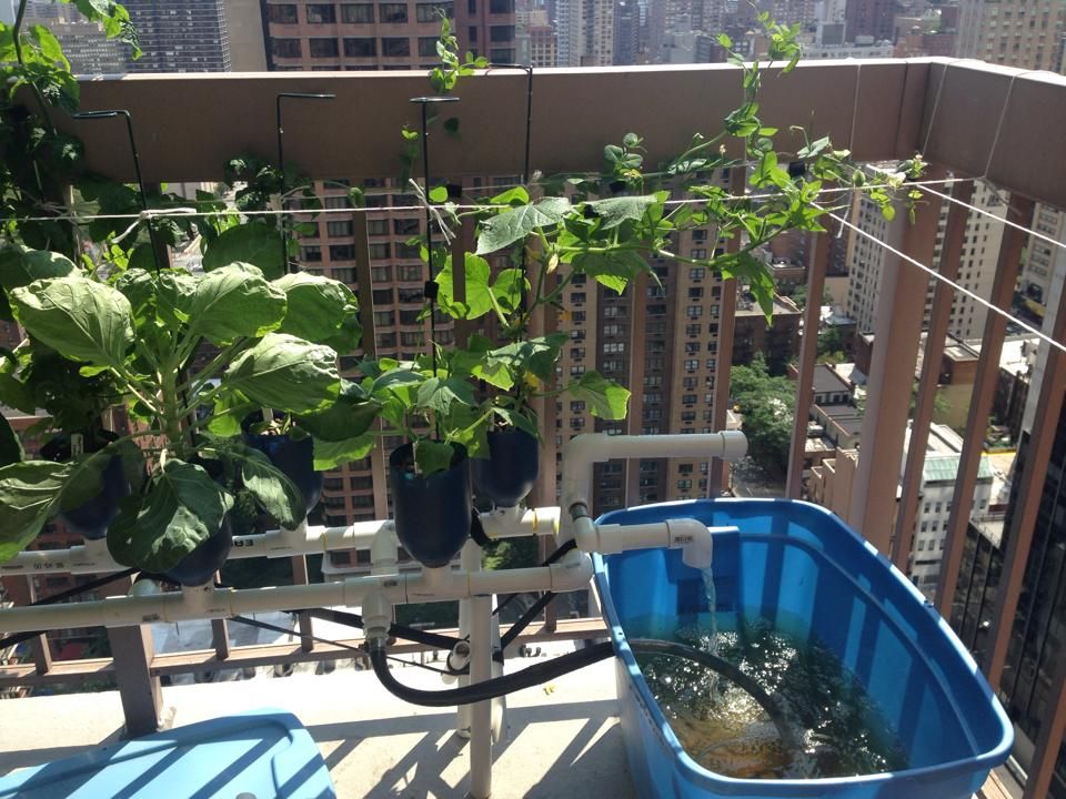 Recent balcony hydroponic installation