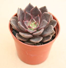 blue plastic plant pots SunPack Square Pot Blue 2.5 IN  Zamzows store