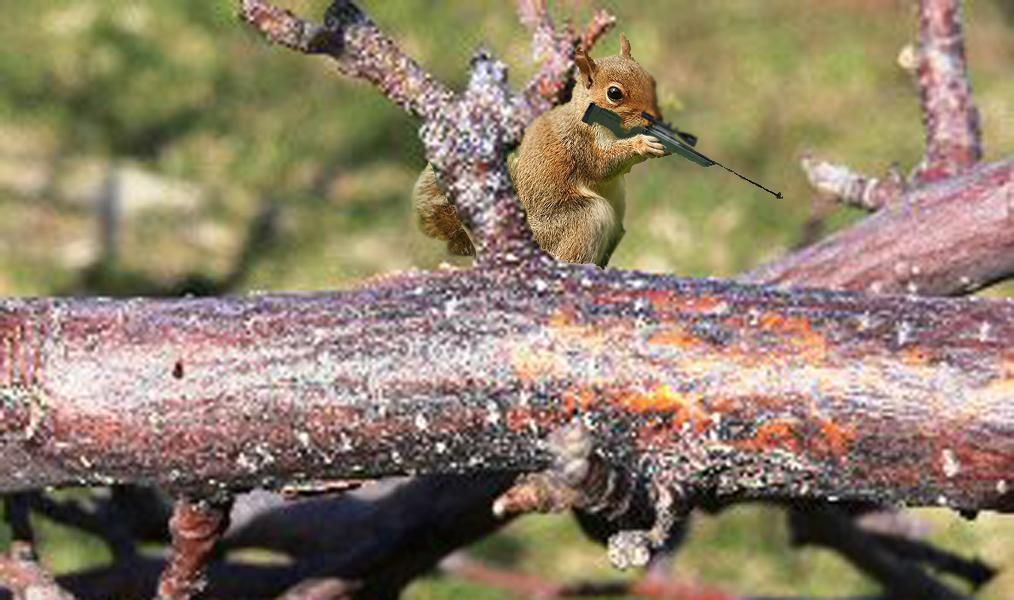 killersquirel11