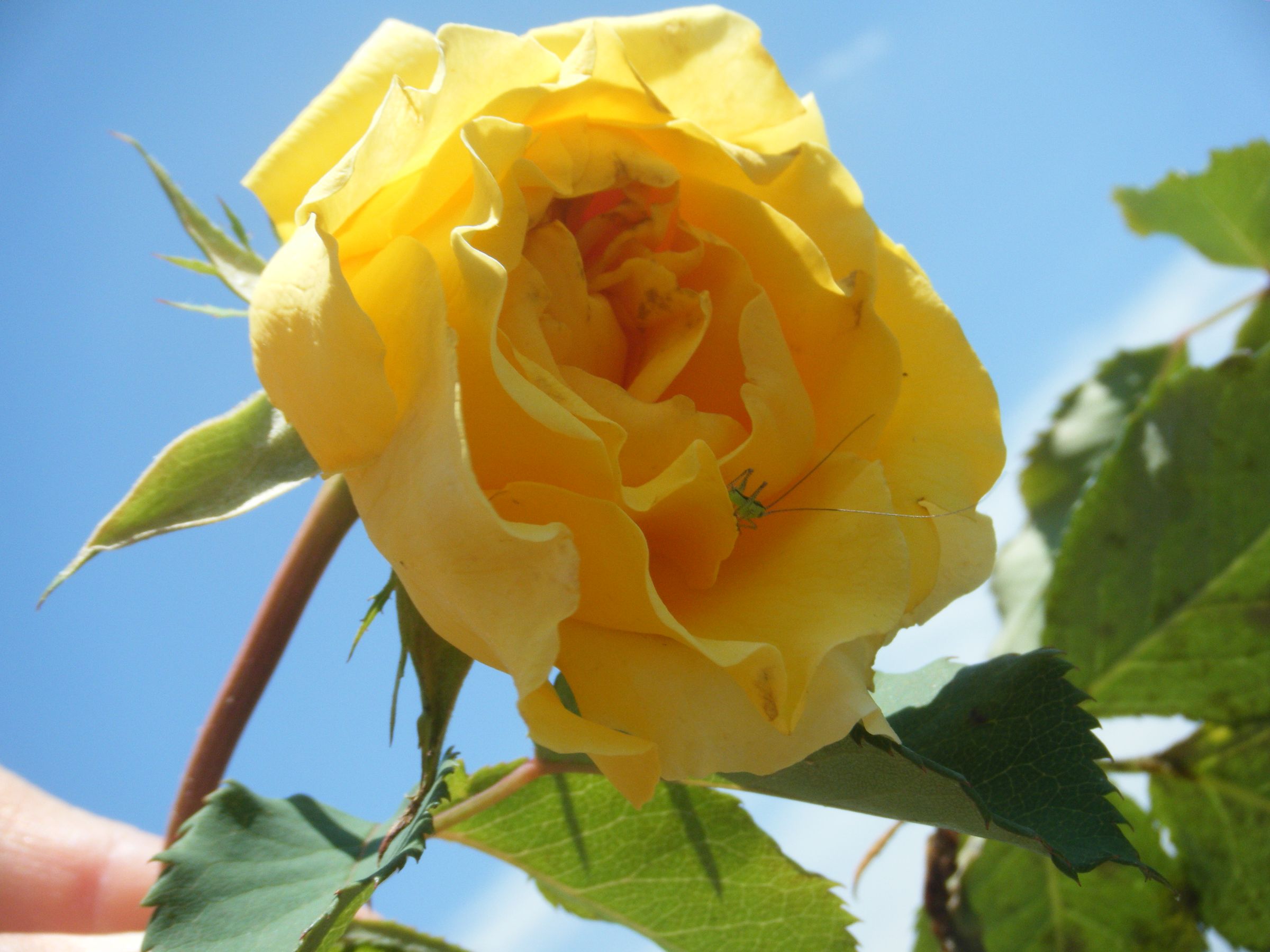 Anniversary Garden
