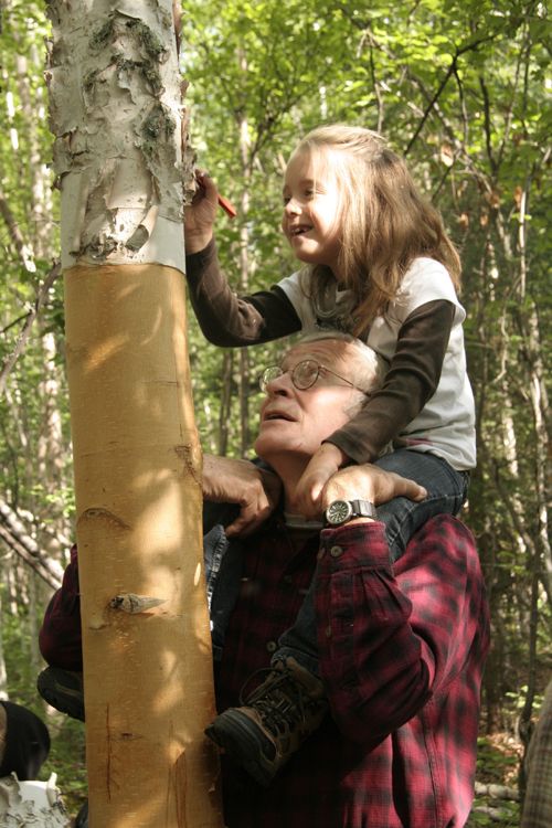 Harvesting Birch Bark