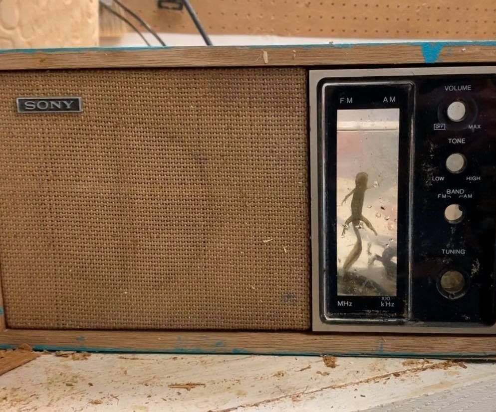 Salamander RadioQuarium