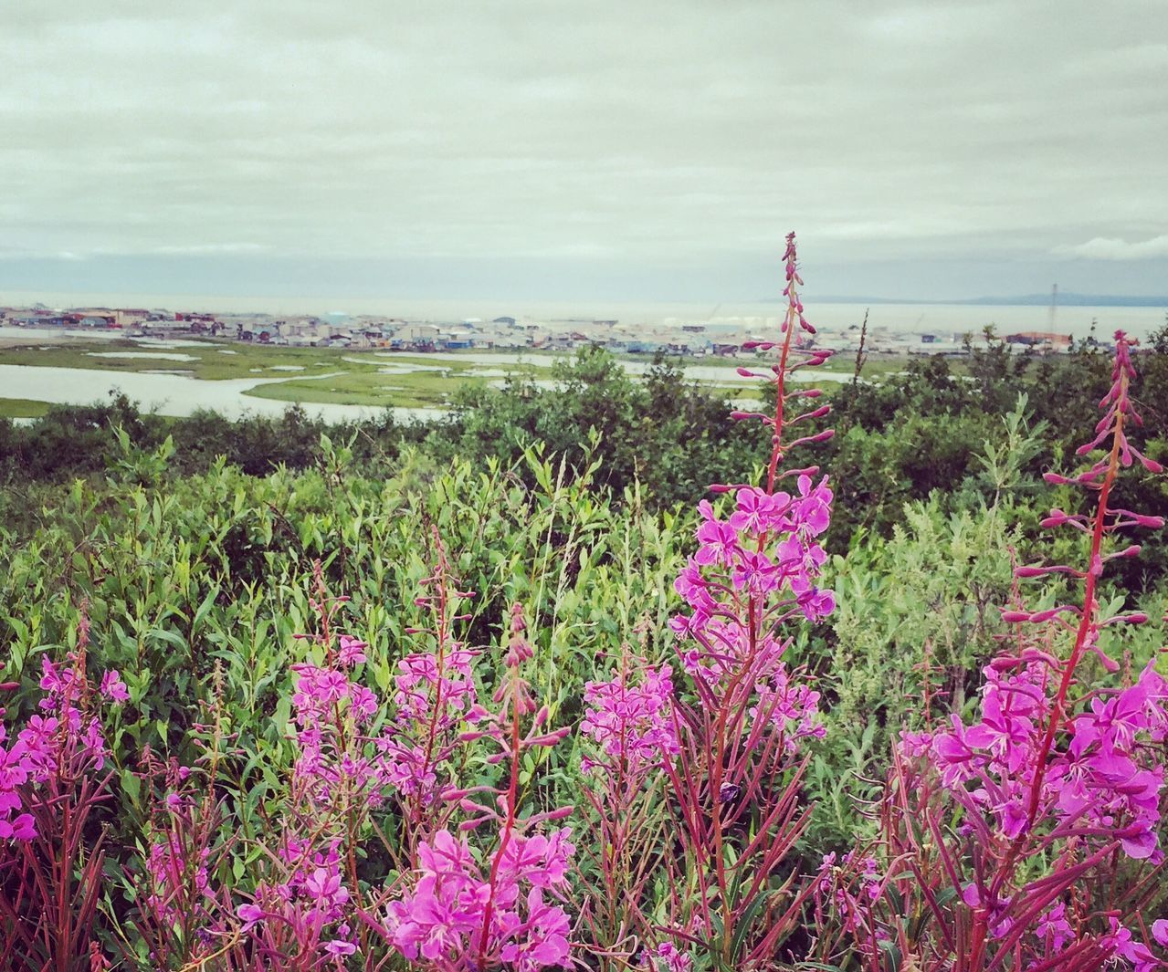 Fireweed Jelly (or Other Edible Flower Jelly)