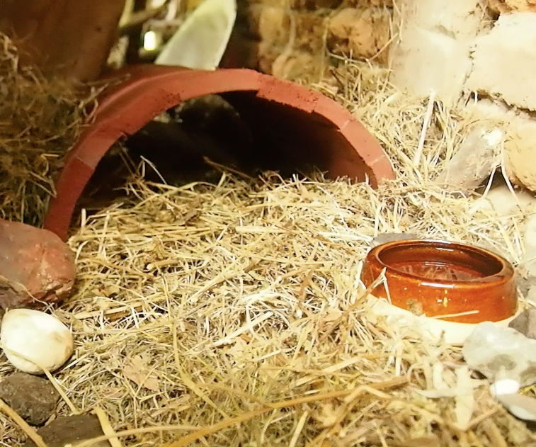 Upcycled Hedgehog Hutch