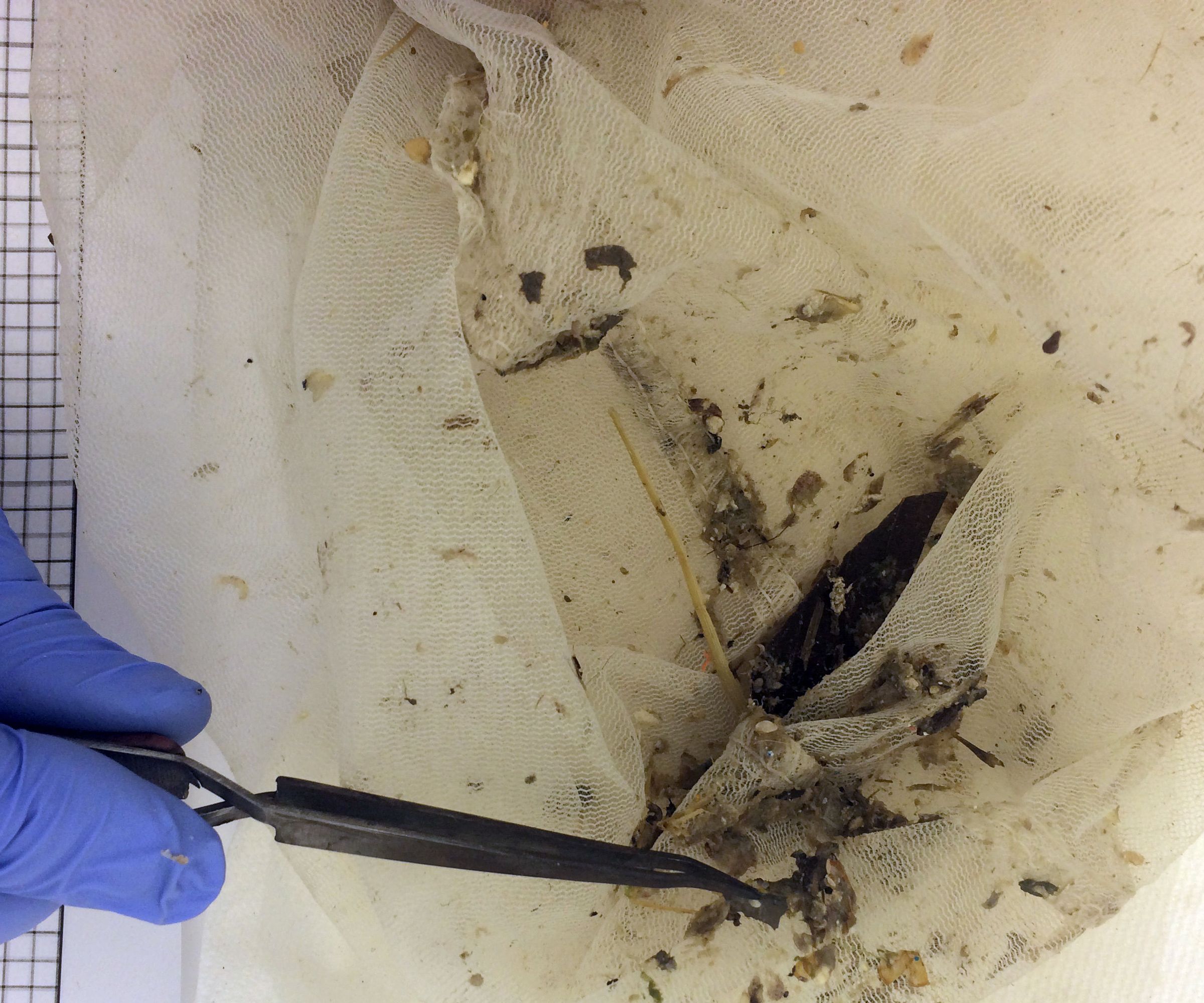 TestingOurWaters.net - Citizen Science Marine Pollution Data Processing