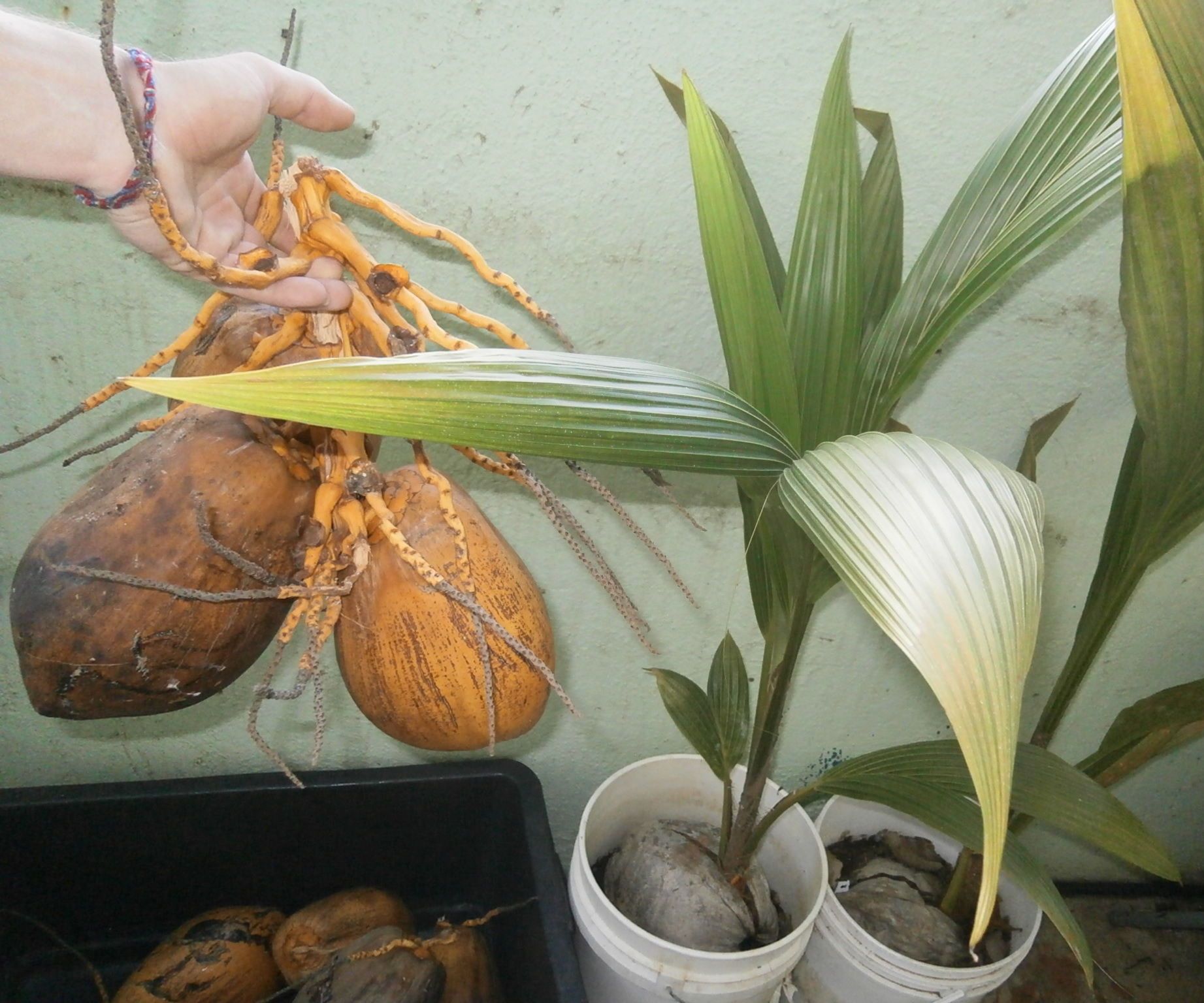 From Coconut to Palmtree