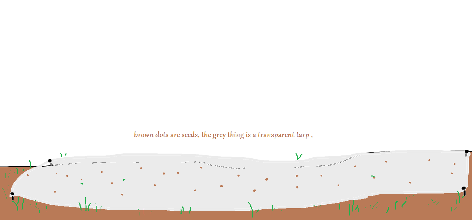 how to keep birds from eating your grass seeds.