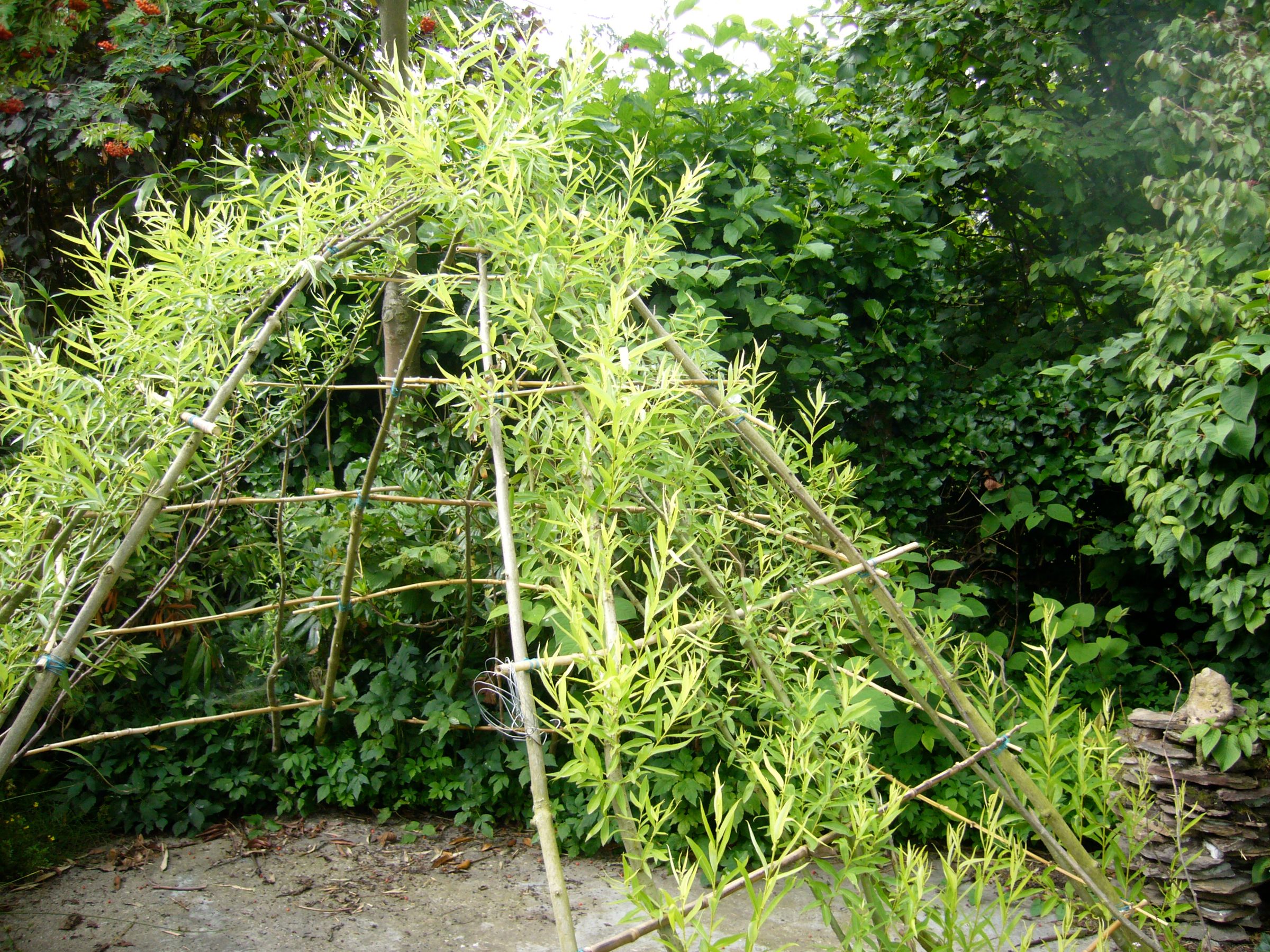 How to Grow Green Teepees in All the Drylands ?
