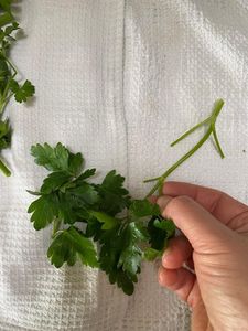Pesto