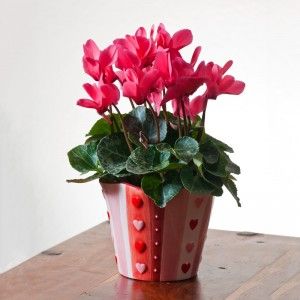 Special Gifts Like Plants for Your Family and Friends