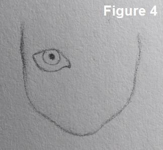 Eyes