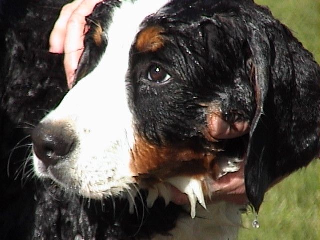 How to Give a Dog a Bath 