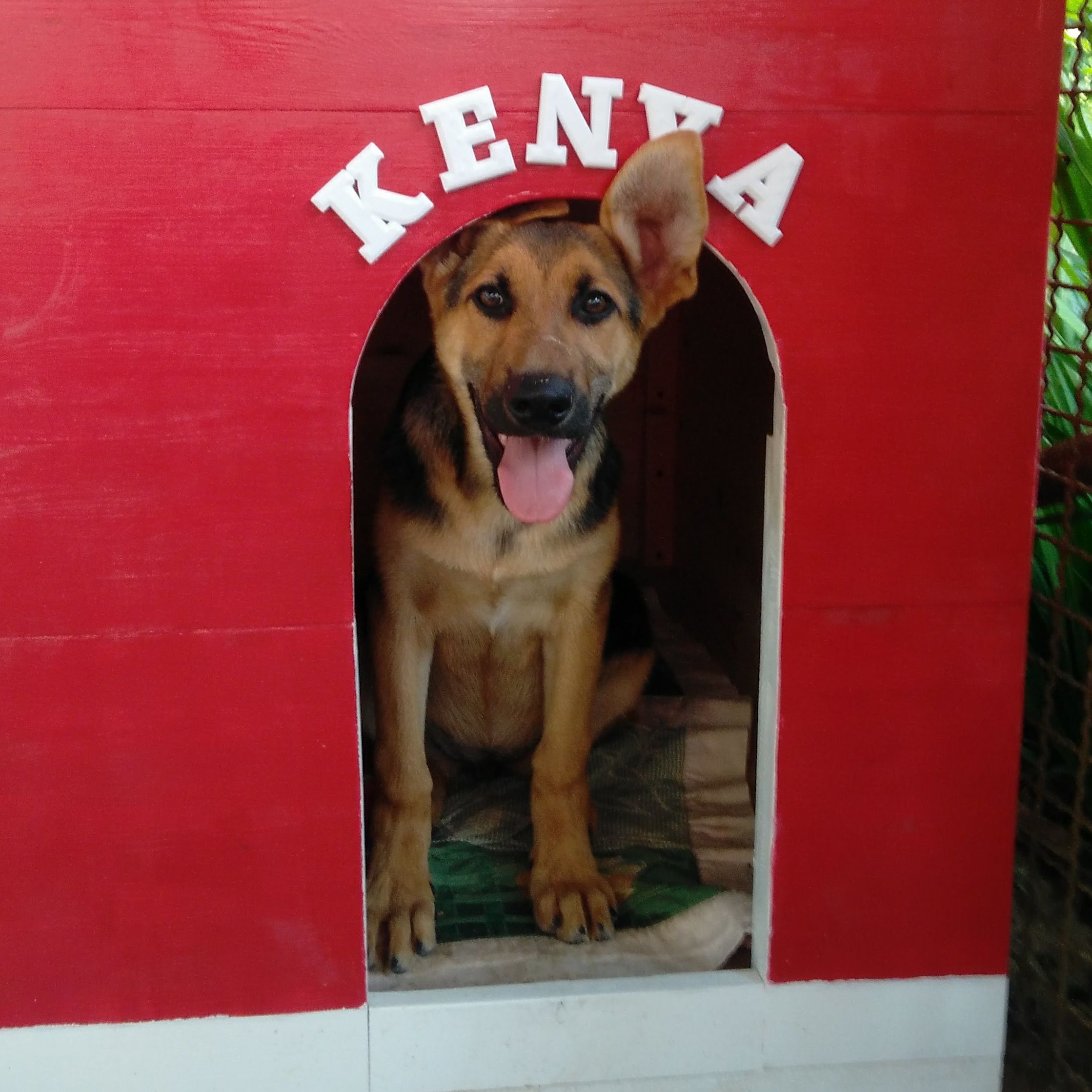 Easy to Build and to Clean Dog House 9 Steps Instructables