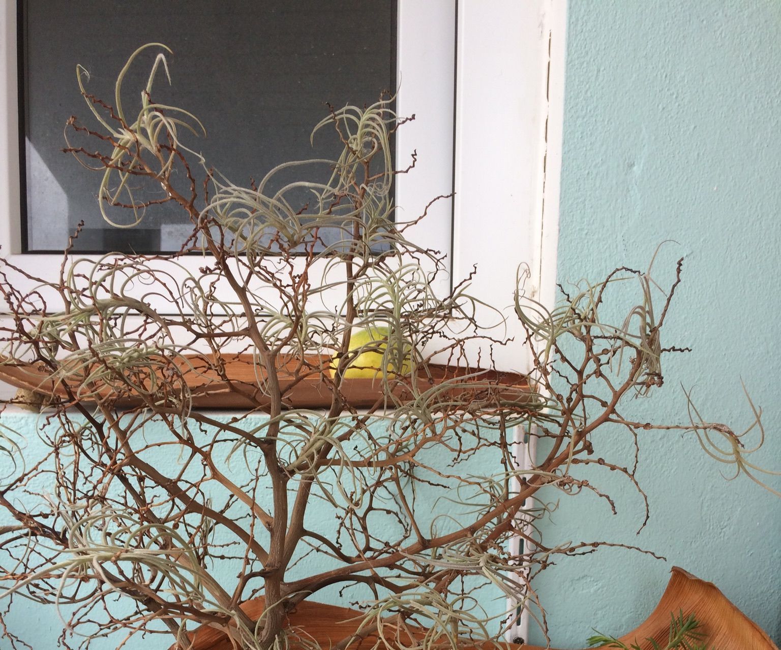 Mini Garden