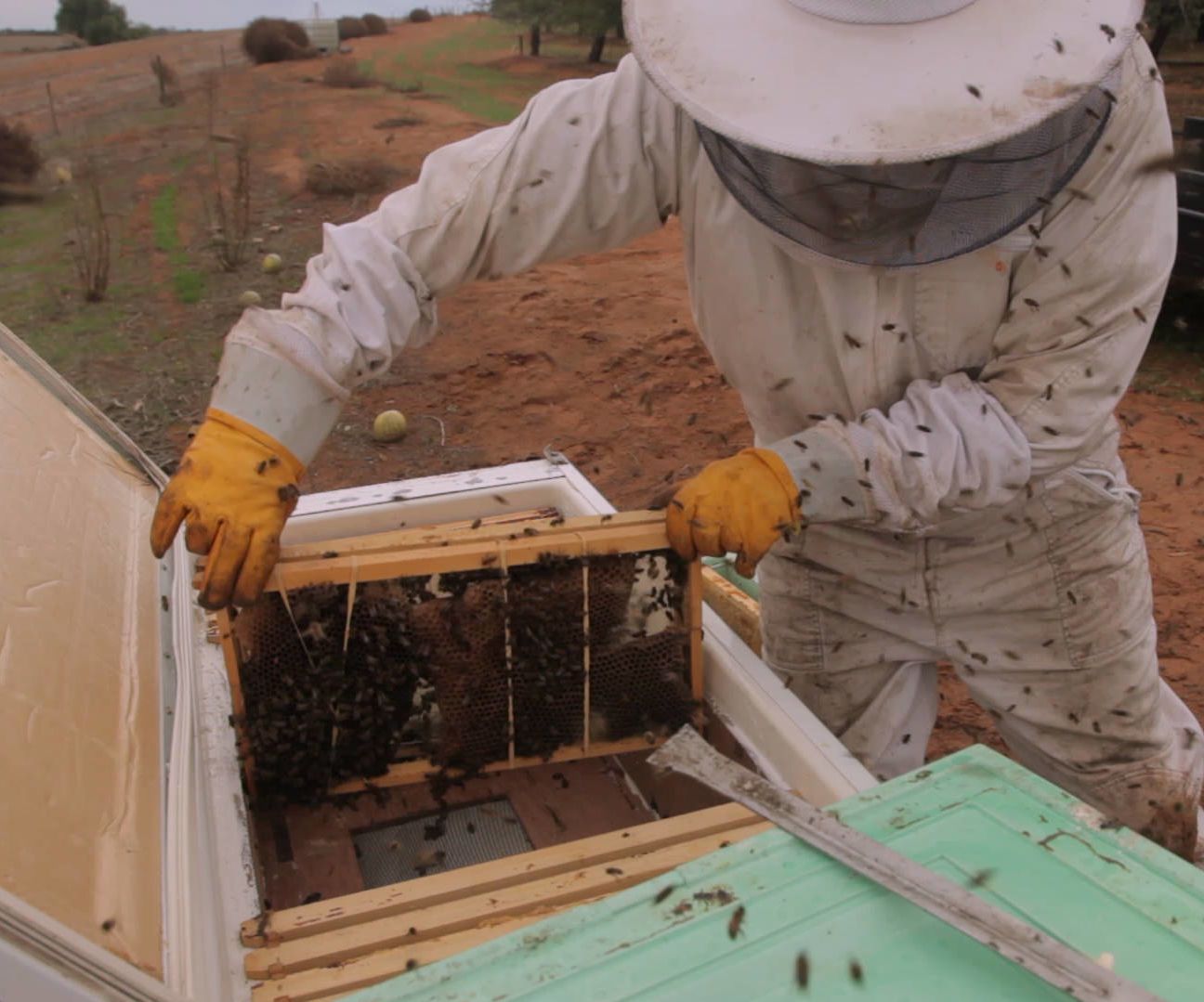 Building a Bee Hive Out of an Old Fridge