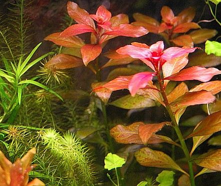 Fertiliser Dosing Pump for Aquarium