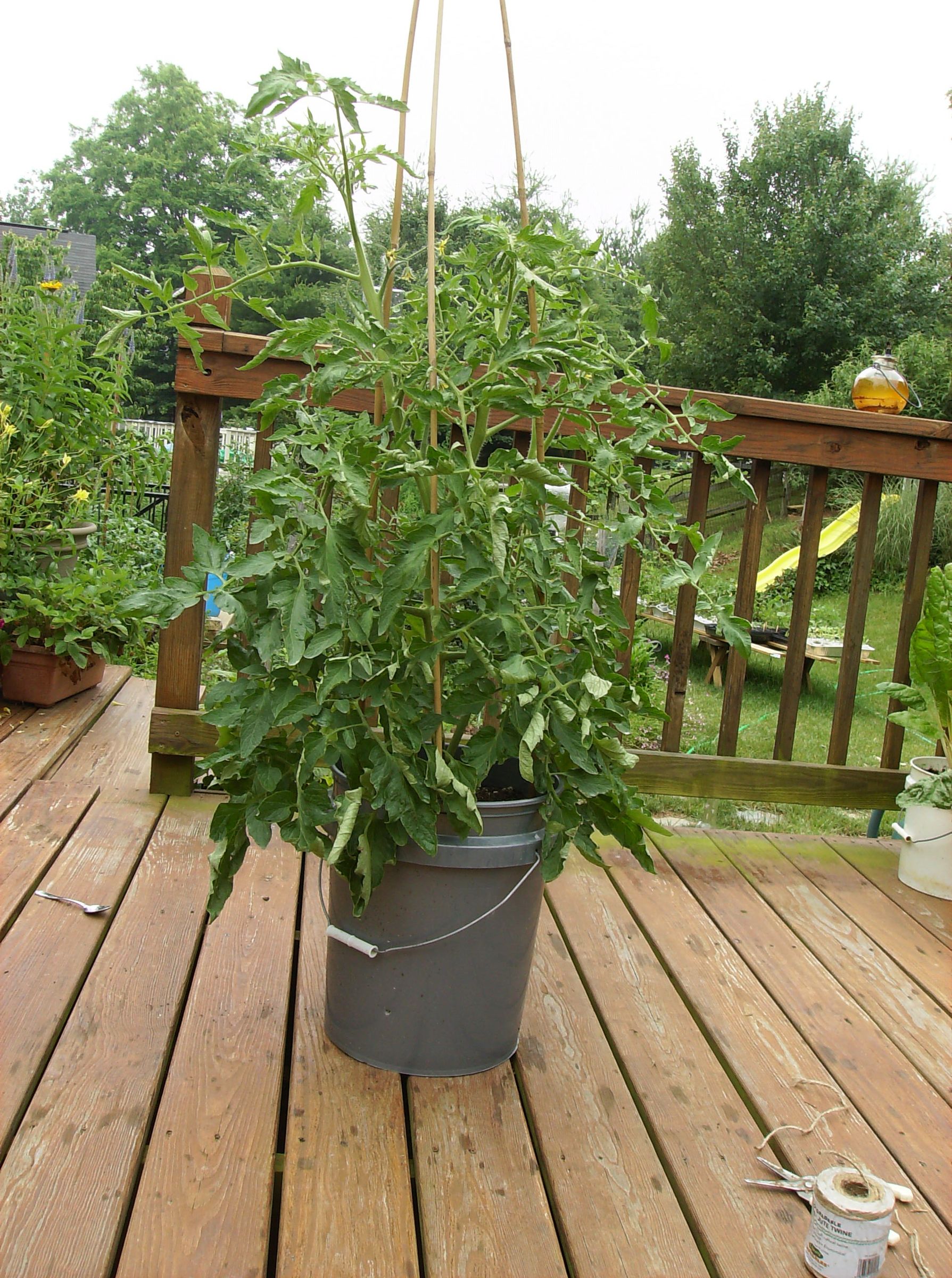 How to Boost Your Tomatoes Defenses With Aspirin