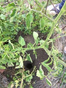 Gopher-Proof Tomatoes