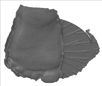 Editing the Foot Model to Your Choice