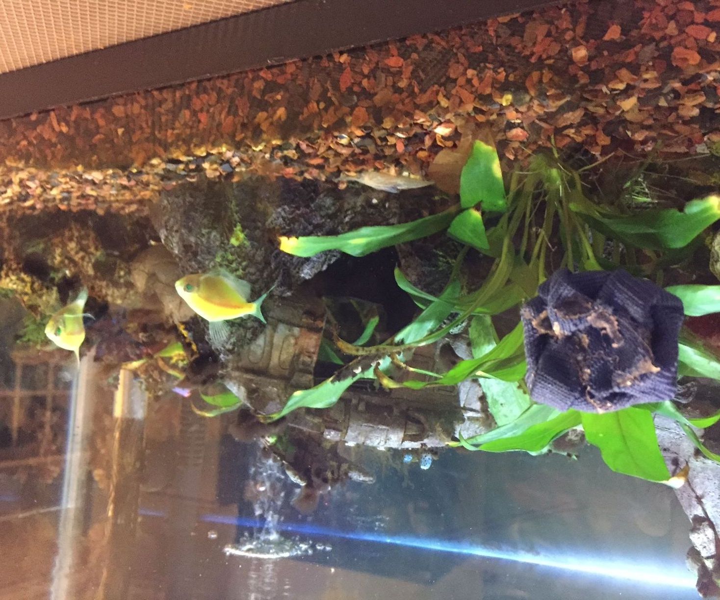 How to Make a Magnetic Aquarium Scrubber