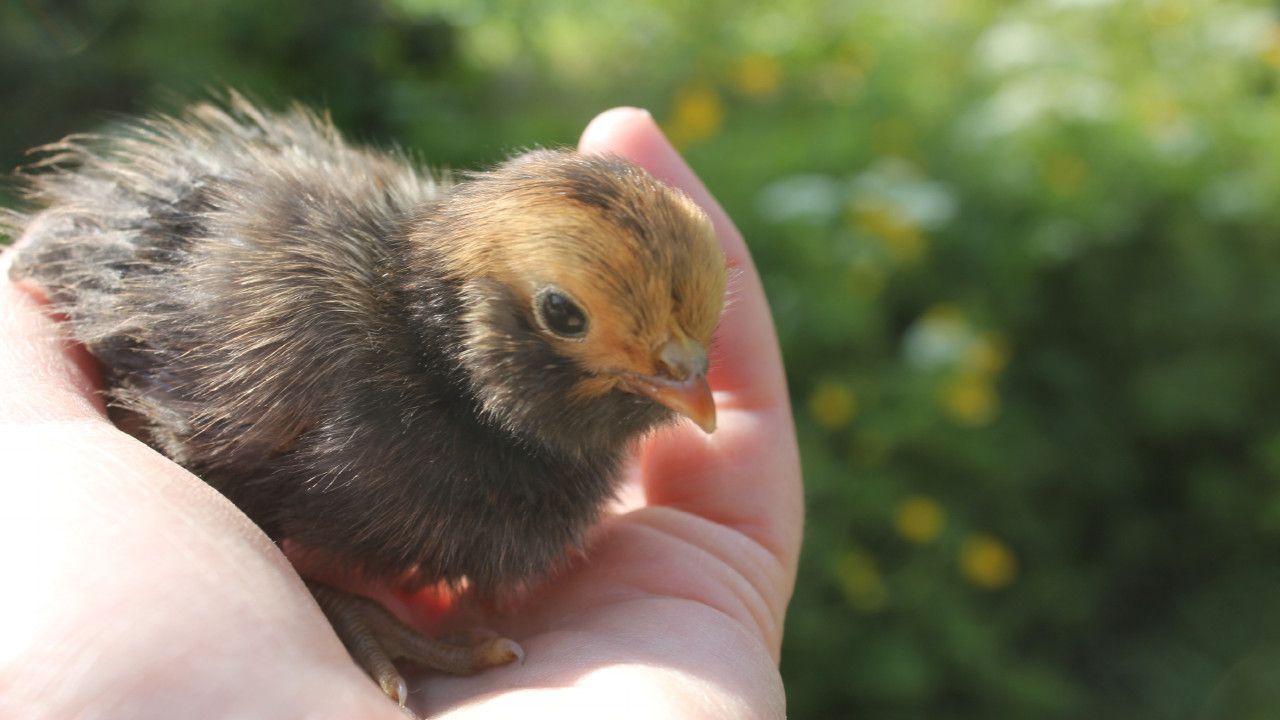 How to Care for a Protracted Hatch of Chicks. Little Frizzle Lays Away. Poussins Au Jardin. Polluelos En Jardín