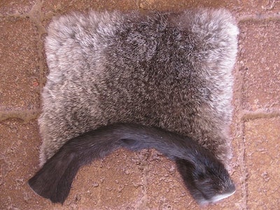 Ankle Warmer
