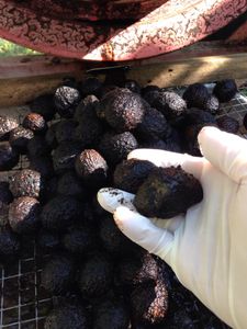 Black Walnut Harvesting & Processing : 11 Steps (with Pictures ...