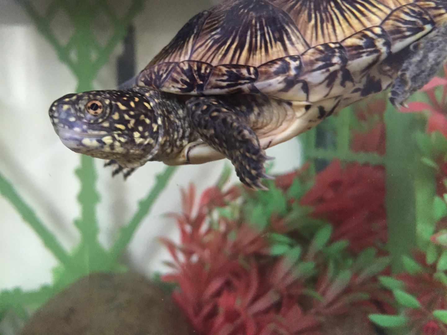 How to Keep Turtles 8 Steps Instructables