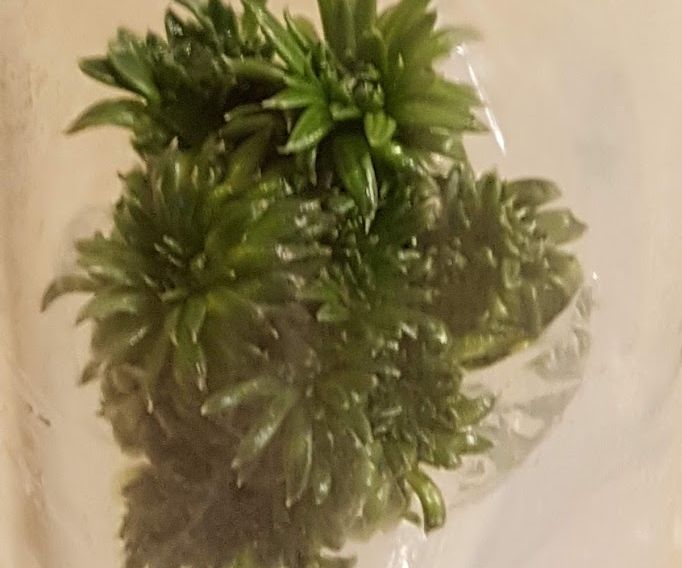 Home Plant Tissue Culture - Australian Trigger Plants
