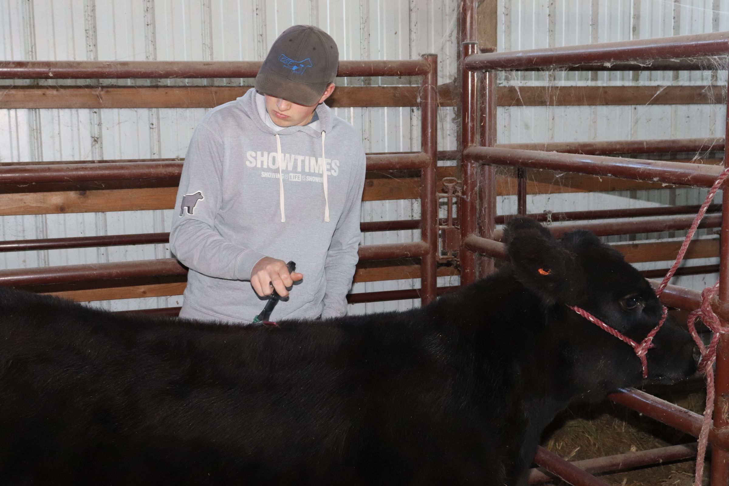 How to Halter Break a Calf 5 Steps Instructables
