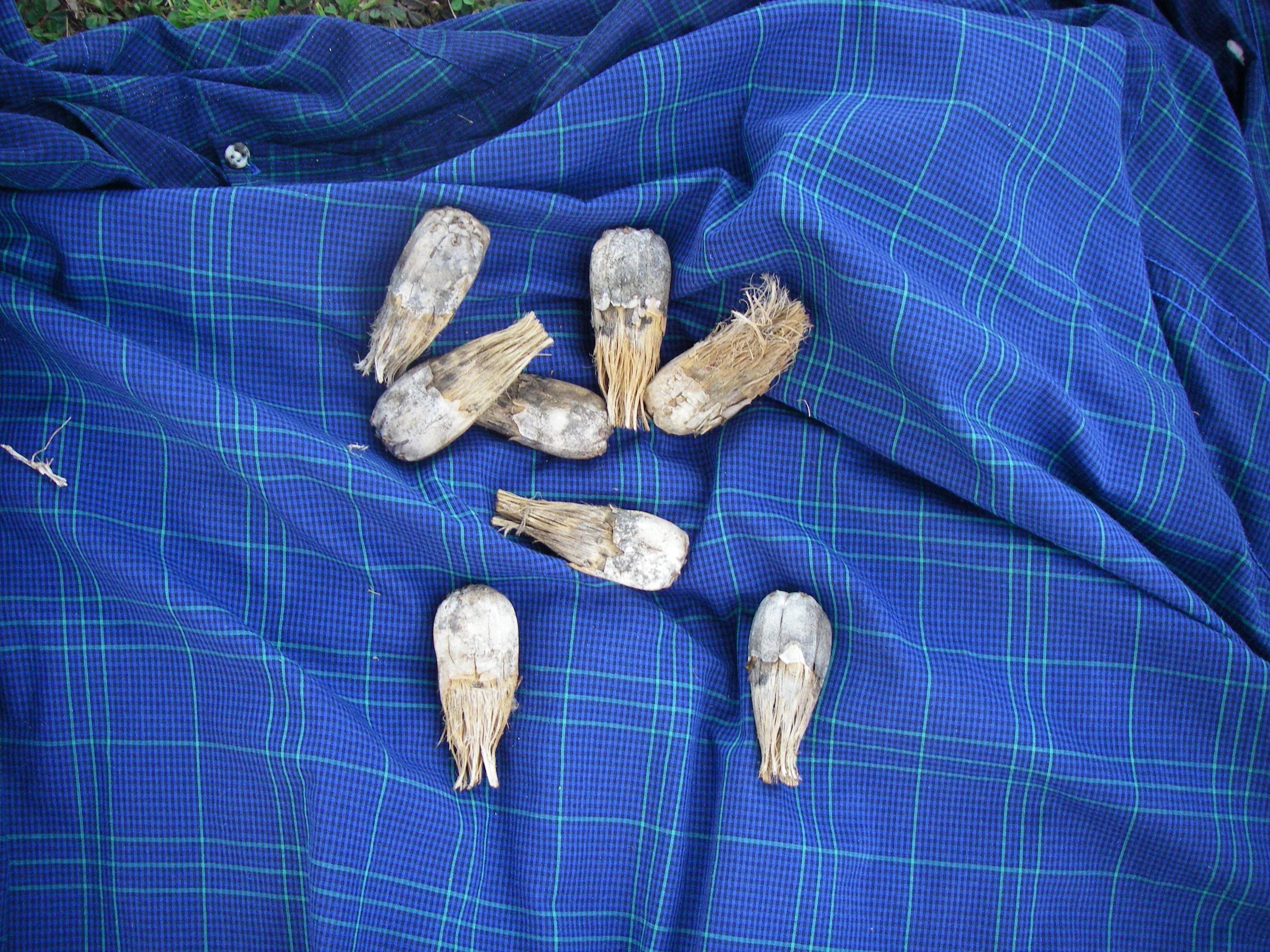 Make Paintbrushes From Pandanus Fruit