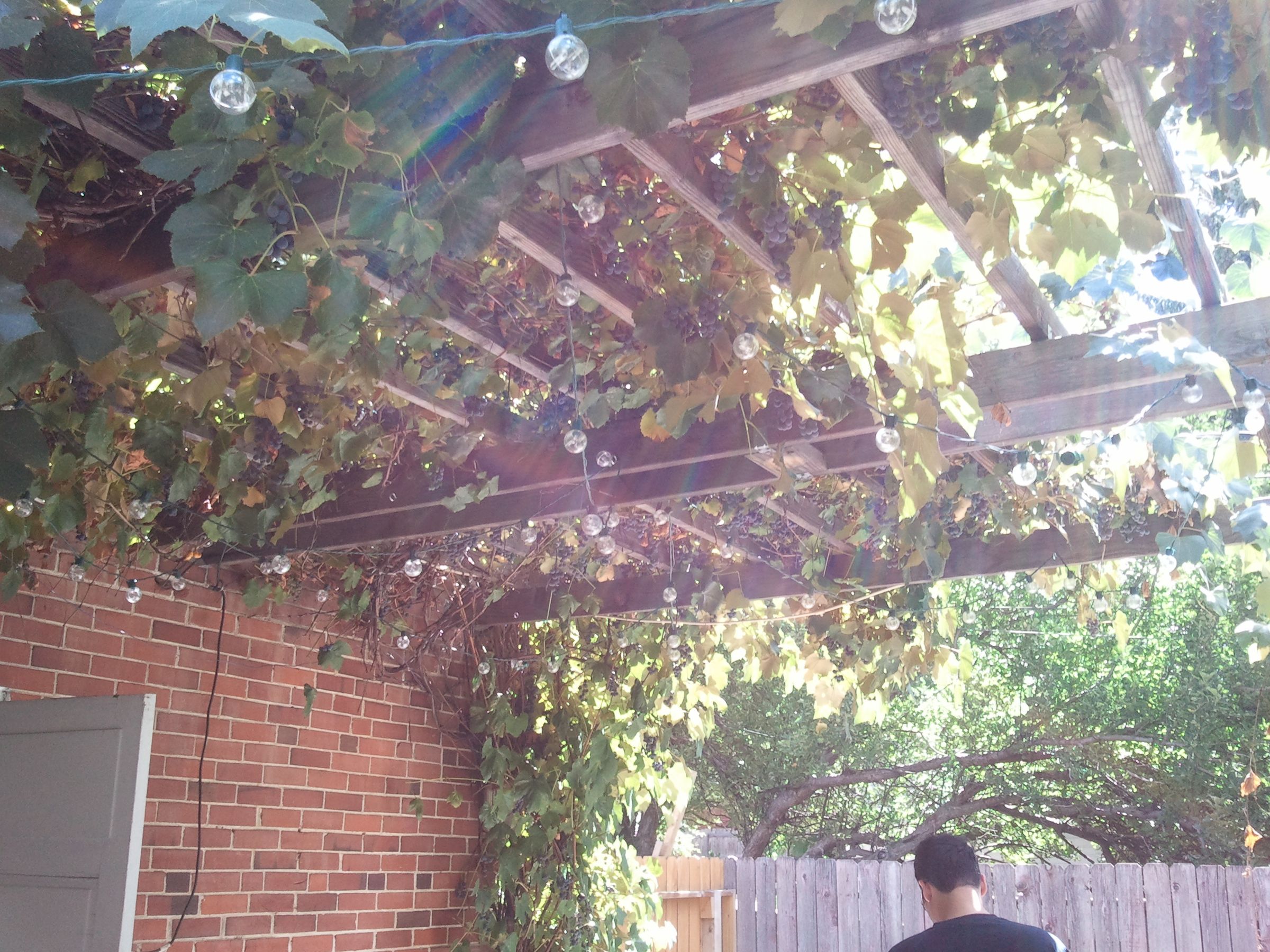 Grape Crusher