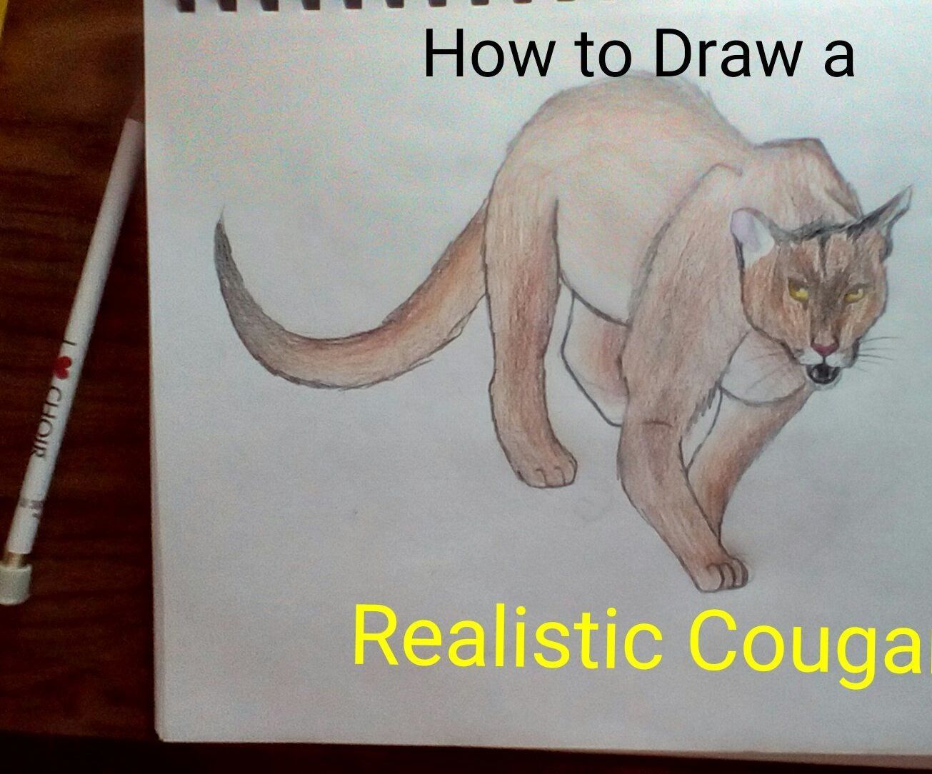 How to Draw and Color a Cougar