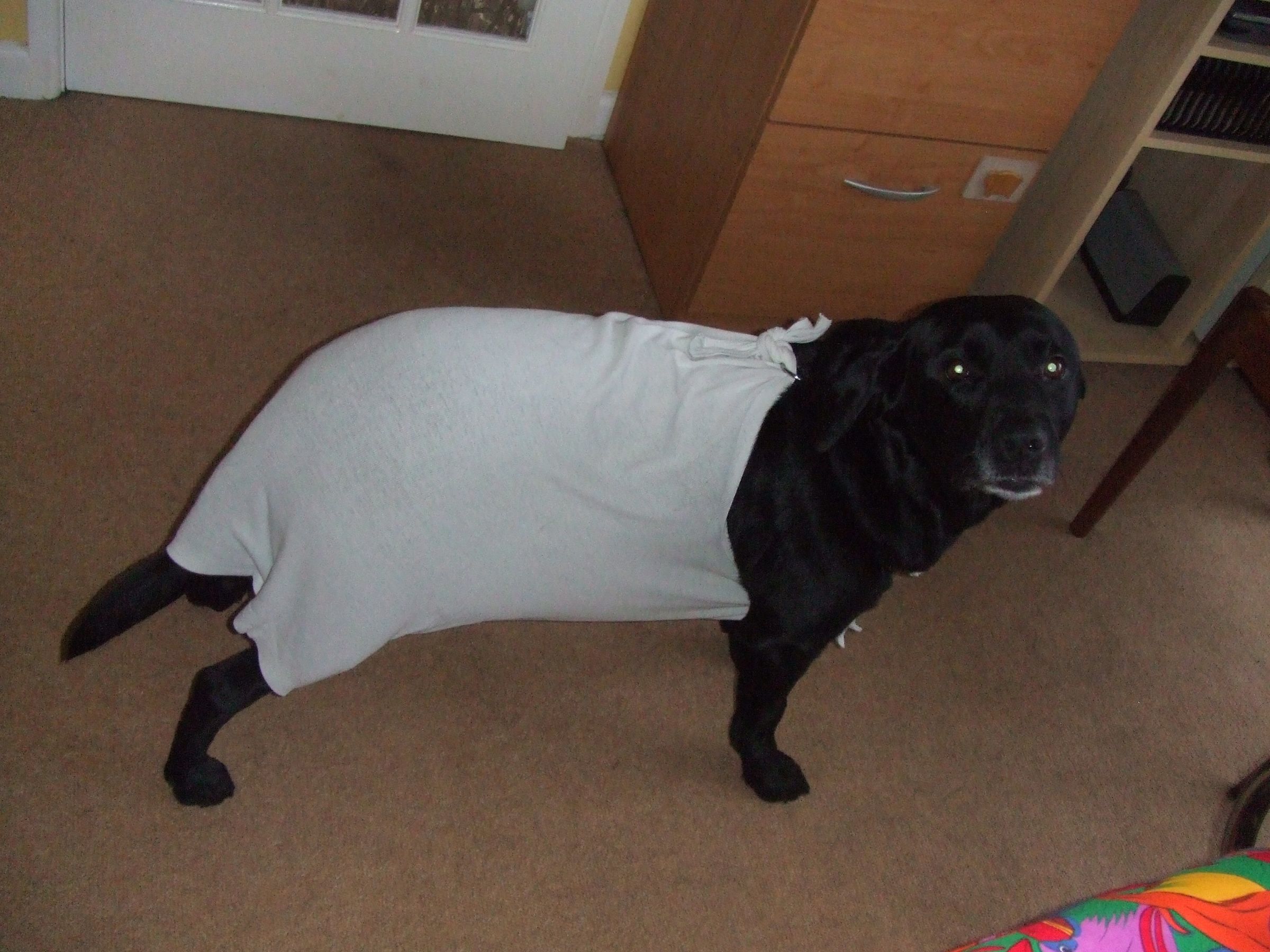 An Alternative to a Buster Collar for a Dog With a Wound on Its Belly