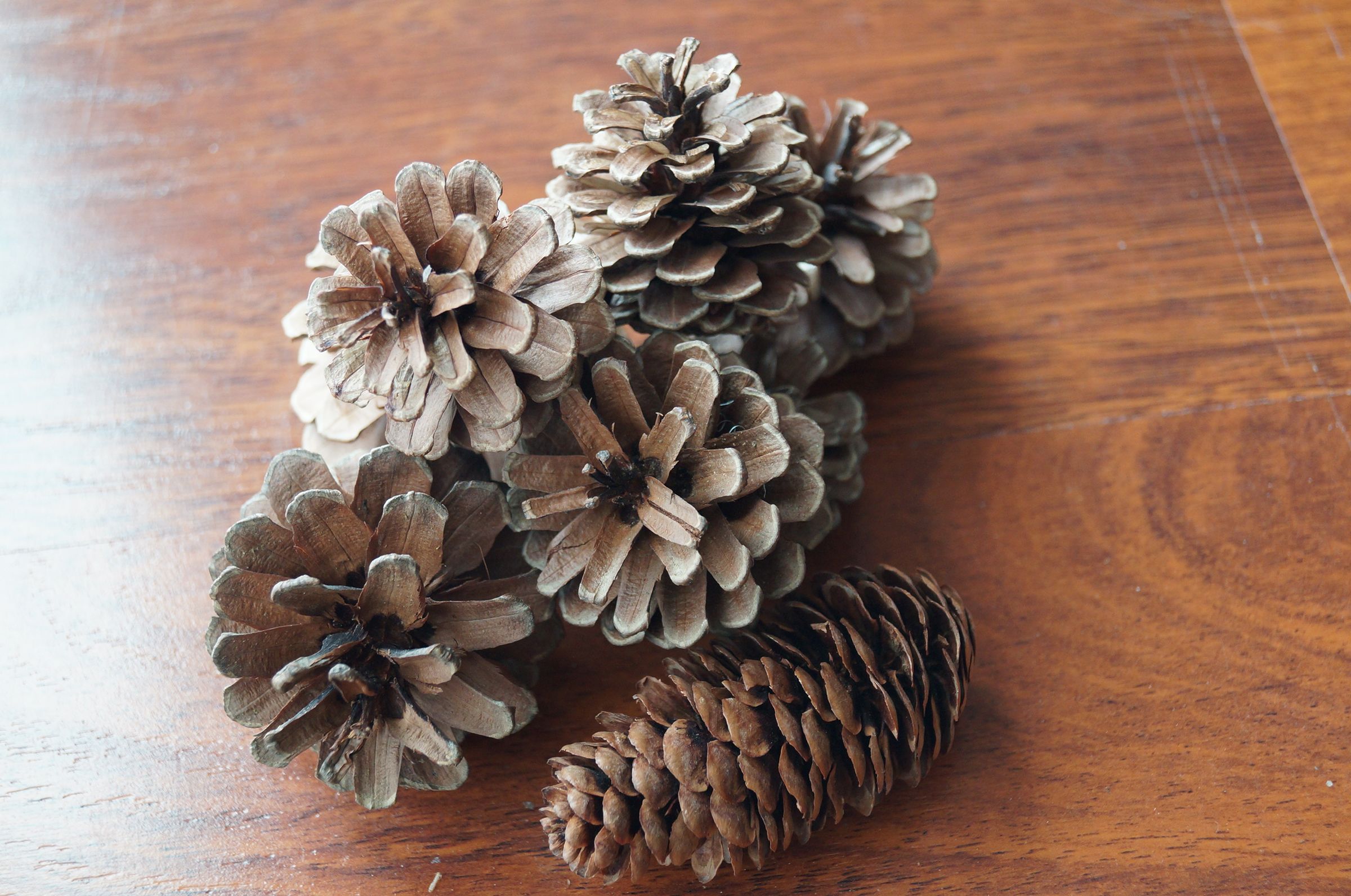 Pine Cone Fire Starters : 6 Steps (with Pictures) - Instructables
