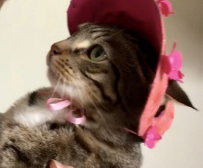 Cat Bonnets Out of Cardboard 