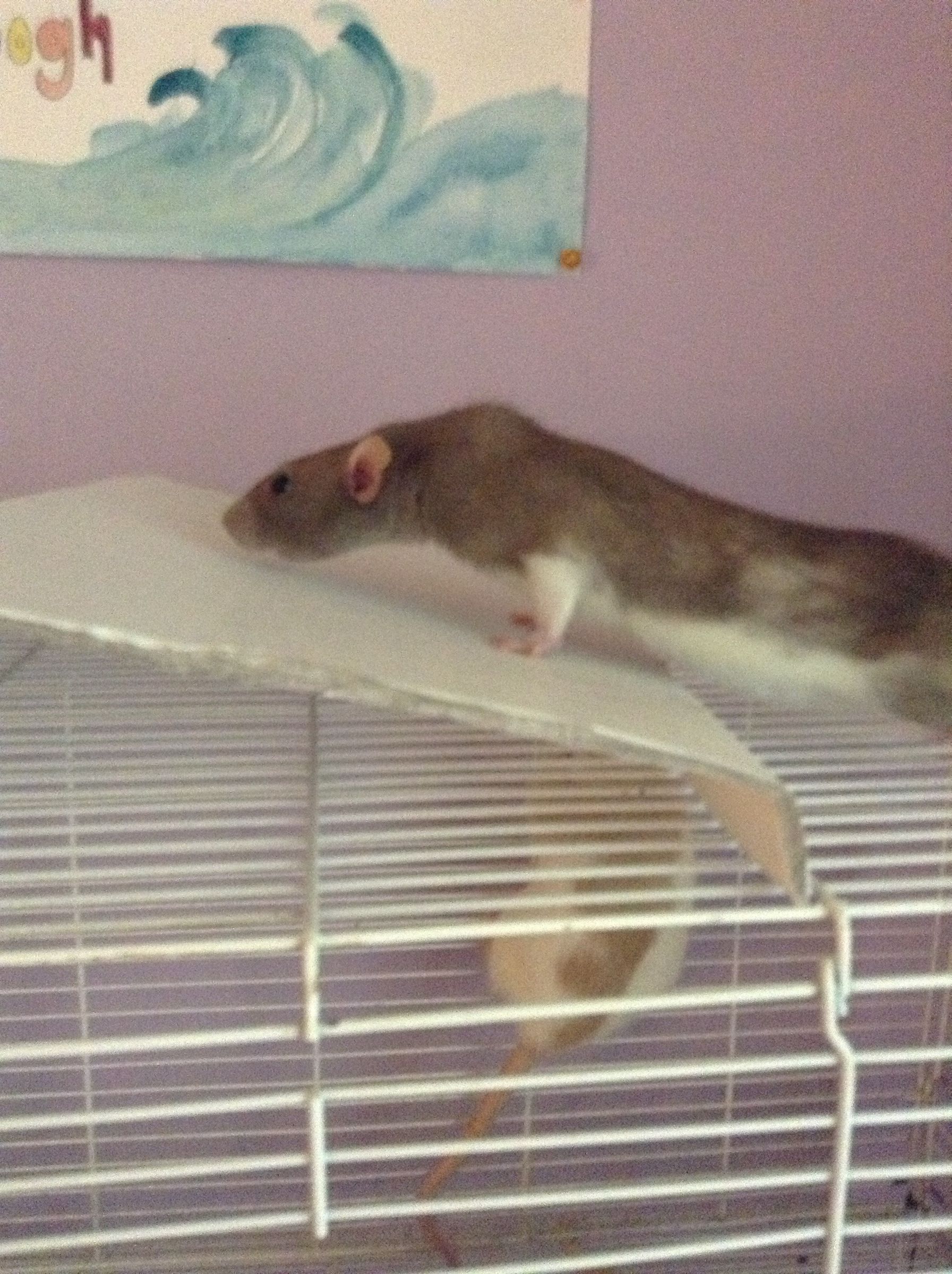 How to Make a Cheap Pet Rat Hideout 5 Steps Instructables