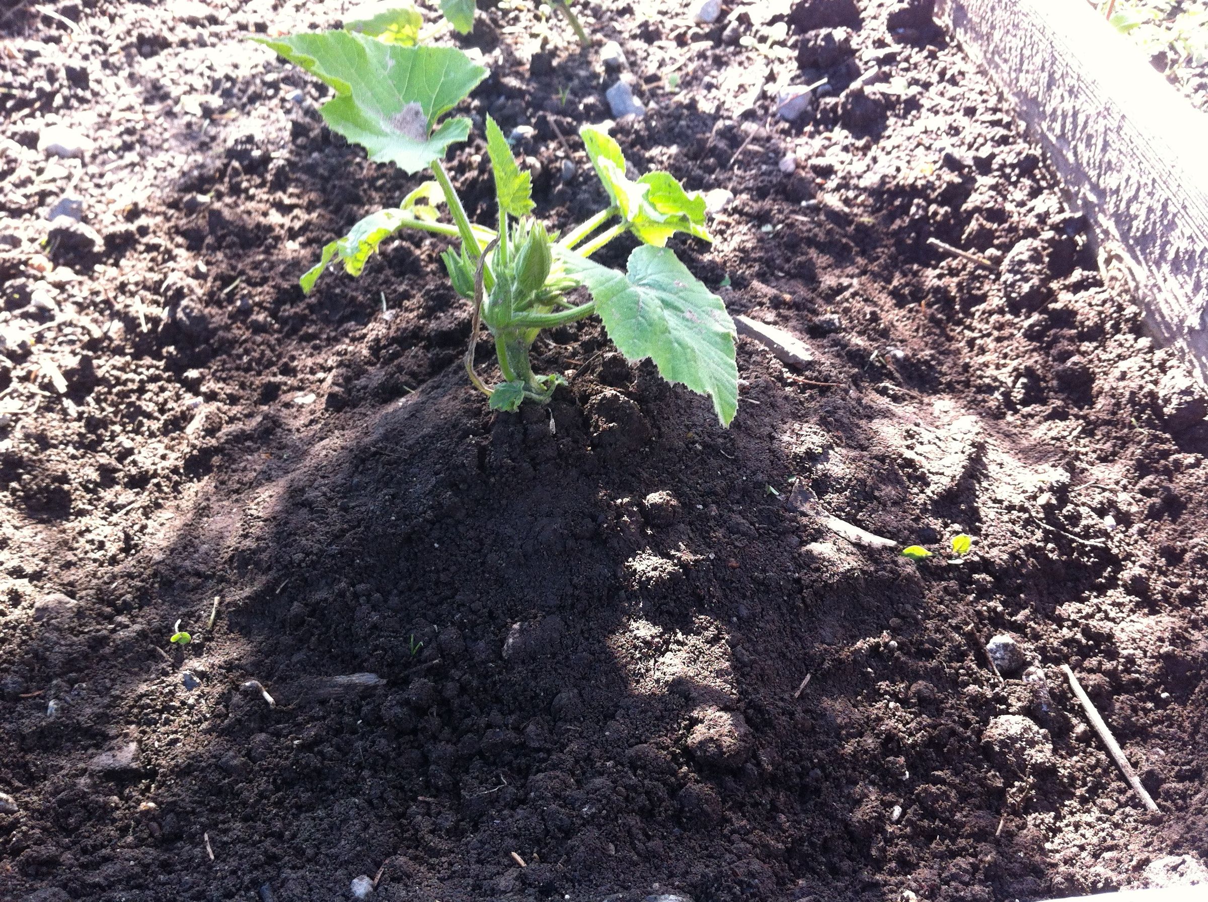 Fixing Planted Zucchinni Seedlings
