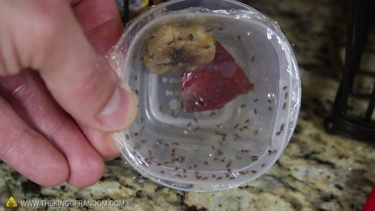 Fruit Fly Hack
