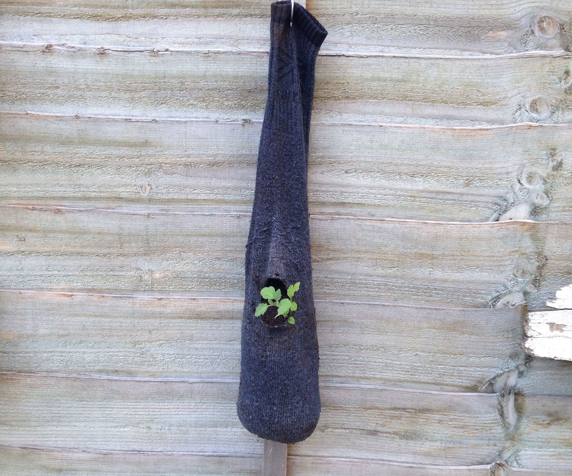 Hanging Tomato Planter From Old Socks