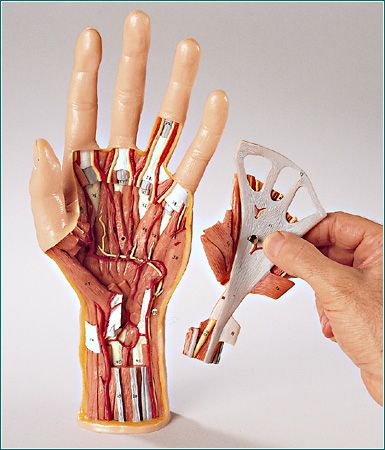 Prosthetic Projects