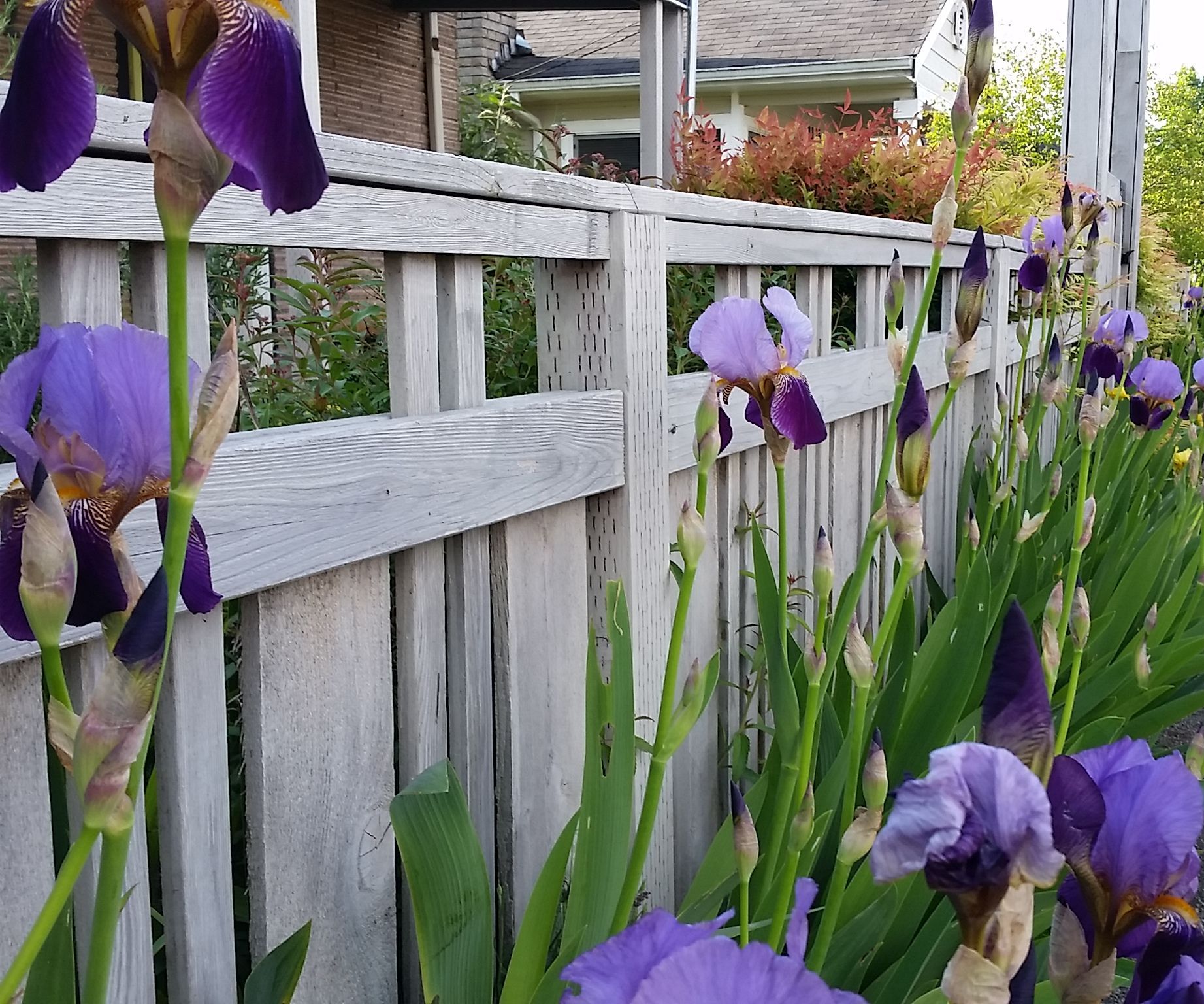 Half Recycled Vintage Fence Strategy 