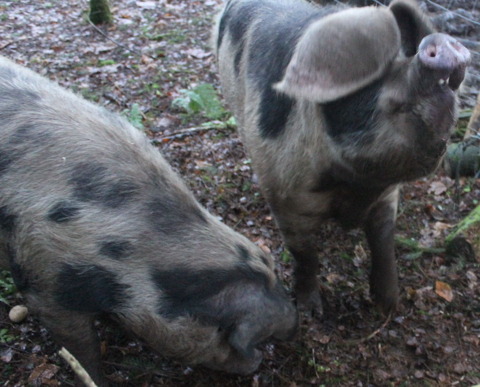 Discovering Oxford Sandy and Black Pigs. Scottish Organic Smallholding. Highland Homestead Part 1. Fermette Écossaise - Cochons De Race Rare. Granja Escocesa - Los Cerdos De Raza Rara