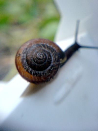 Take Awesome Macro Photos With Your Camera Phone and a Swiss Army Knife