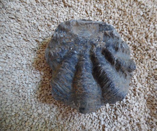 Cleaning Marine Fossils With Vinegar